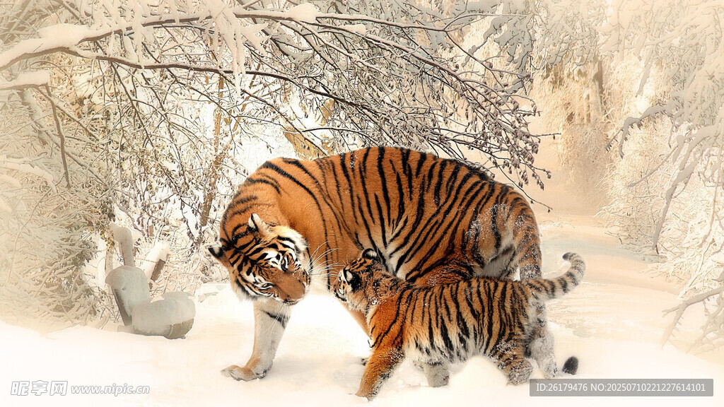 雪地中行走的斑斓猛虎