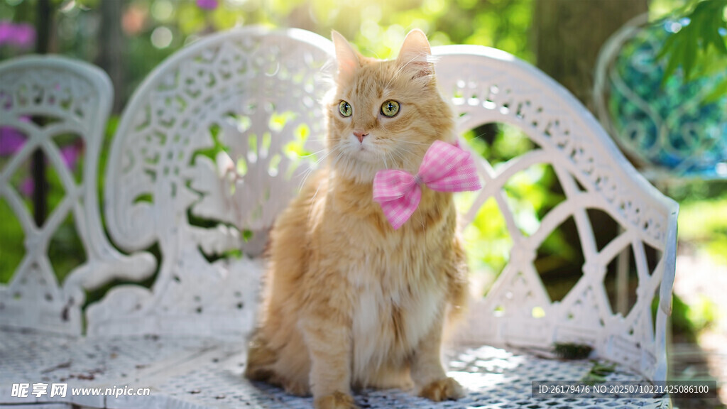 戴粉蝴蝶结的橘猫