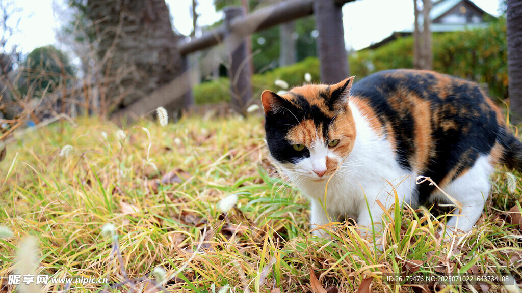三色猫在草地上低头观察