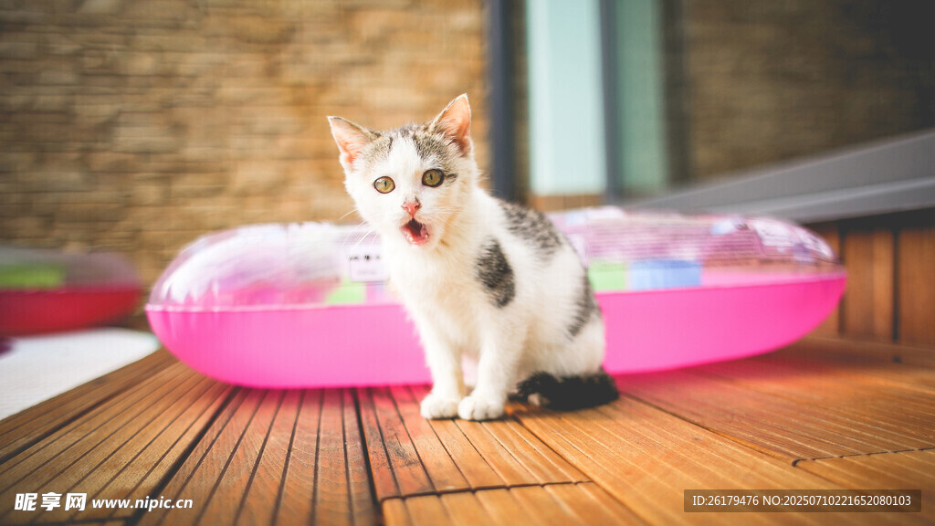 可爱小猫坐在粉色猫窝旁