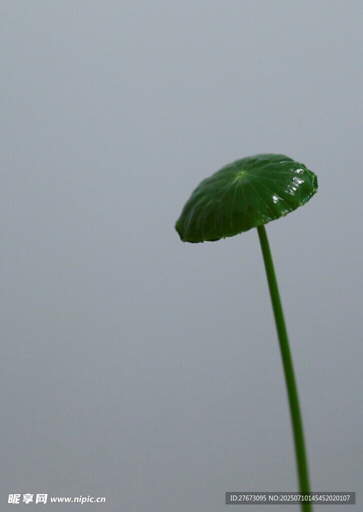 单株绿叶特写