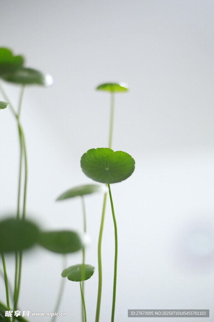 清新水生绿植特写