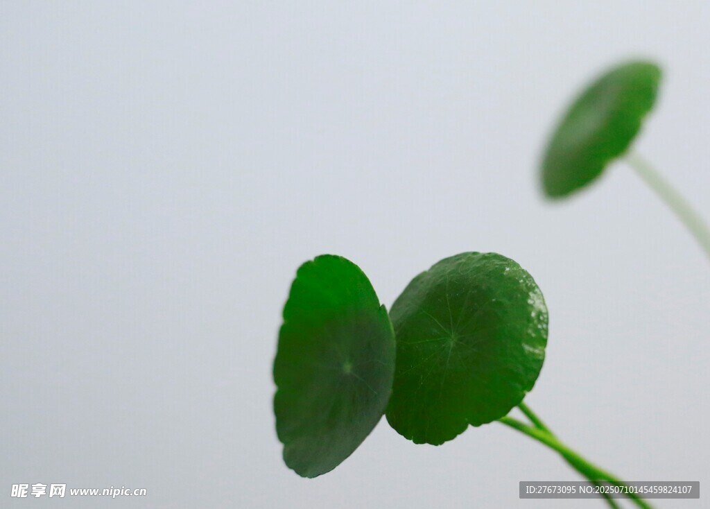 清新铜钱草特写