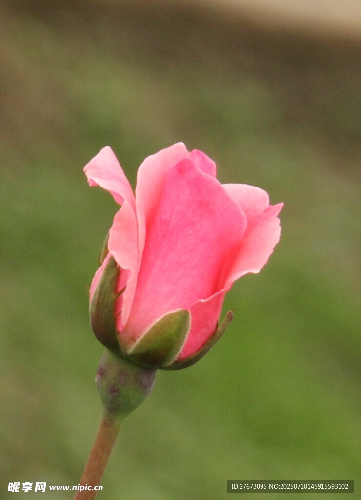 娇艳粉色花朵特写