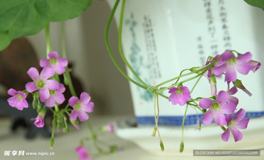 精致粉色小花绽放