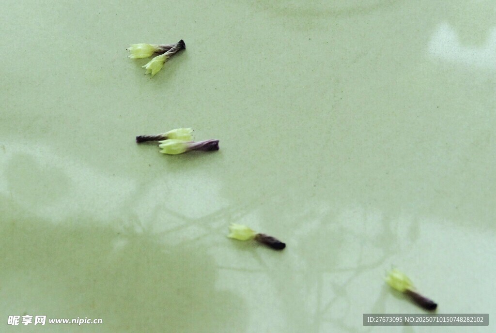 水中漂浮的嫩绿植物种子