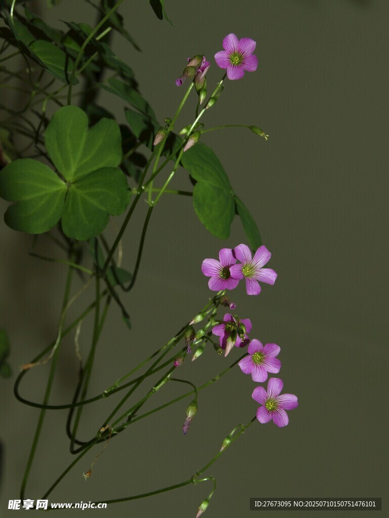 紫色小花绽放于绿叶间