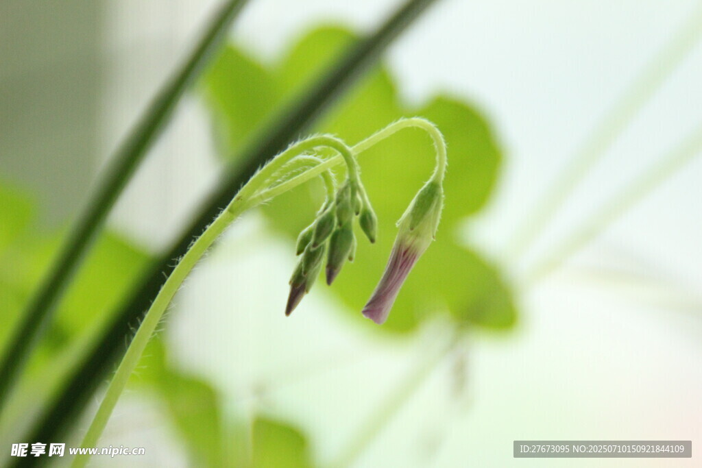嫩绿三叶草与小花特写