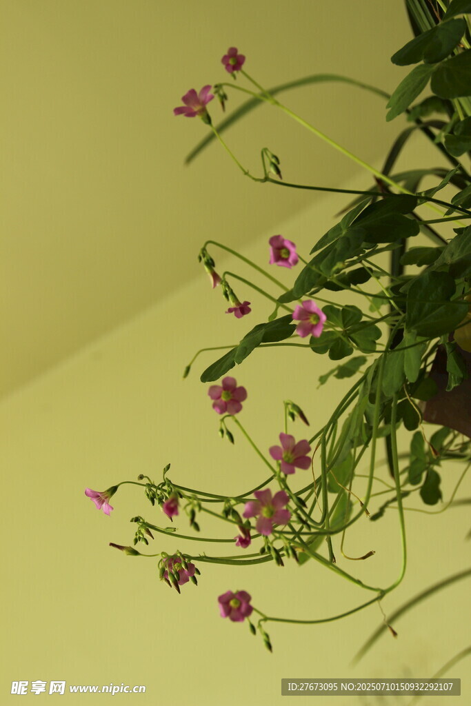 垂吊紫花植物特写