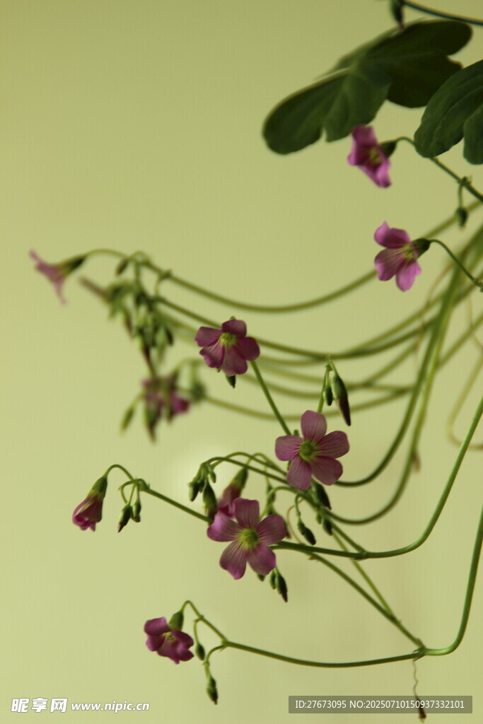 紫色小花垂蔓植物特写