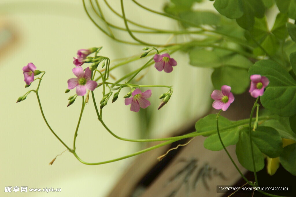 紫色小花植物特写