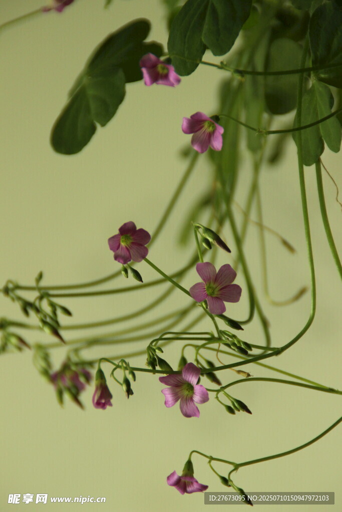 垂吊紫花植物特写