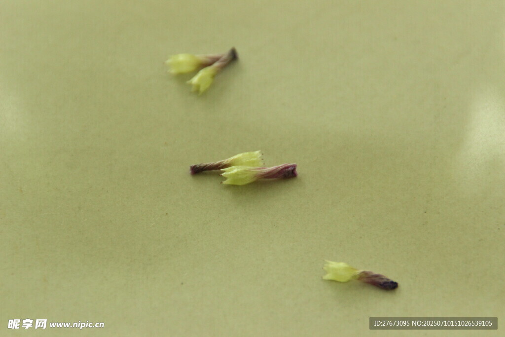 散落的多彩植物种子