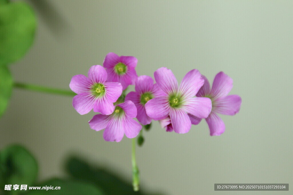 小巧紫色报春花特写