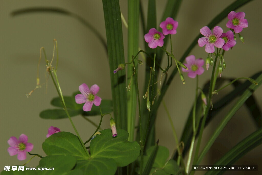粉色小花绿植盆栽