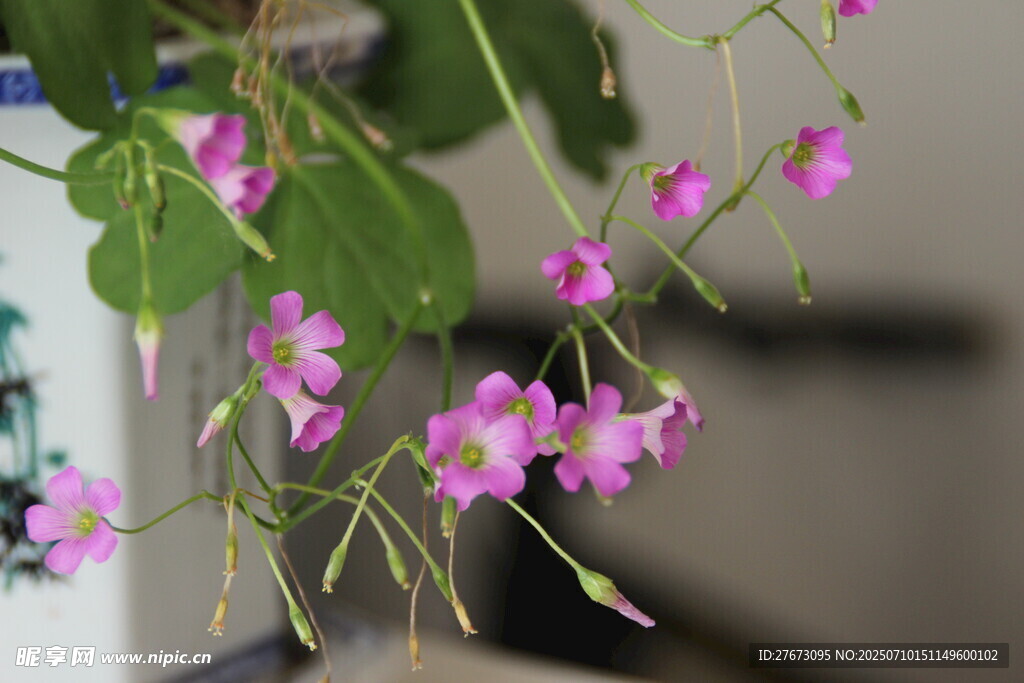 垂吊粉色小花植物特写