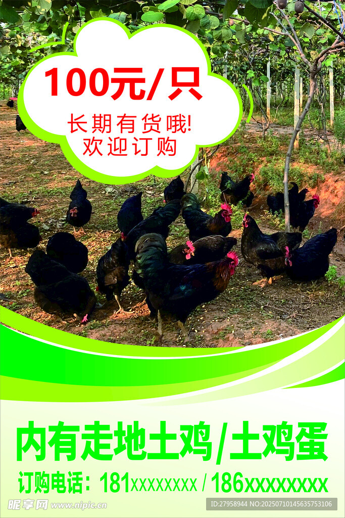 100元 只散养土鸡热卖