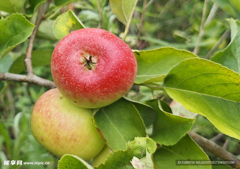 苹果树
