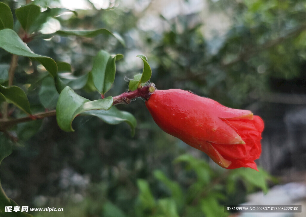 石榴花