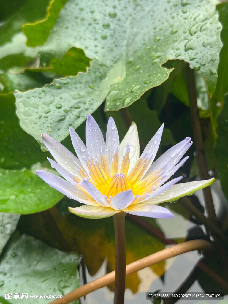 绽放的美丽睡莲