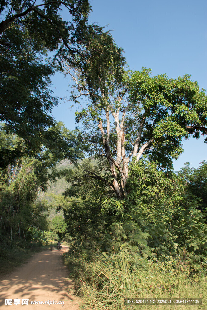 林间土路 绿意盎然的自然景