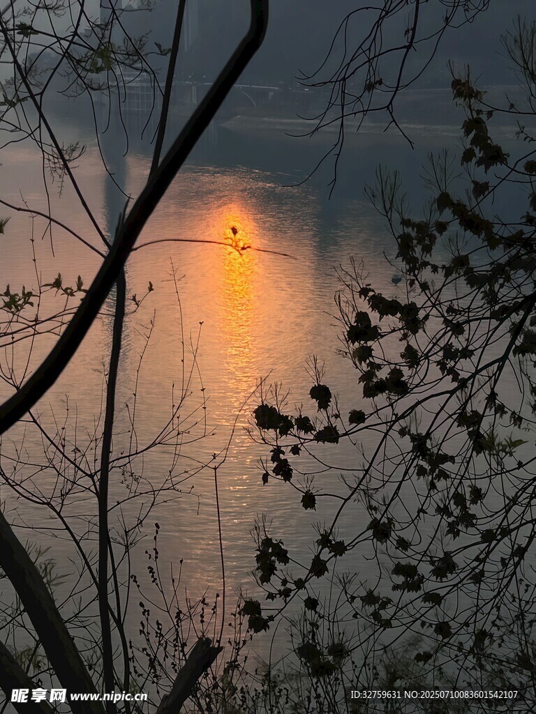黄昏湖畔树枝剪影美景
