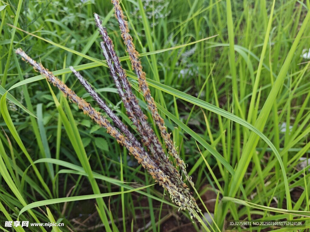 田野中的紫色穗状植物
