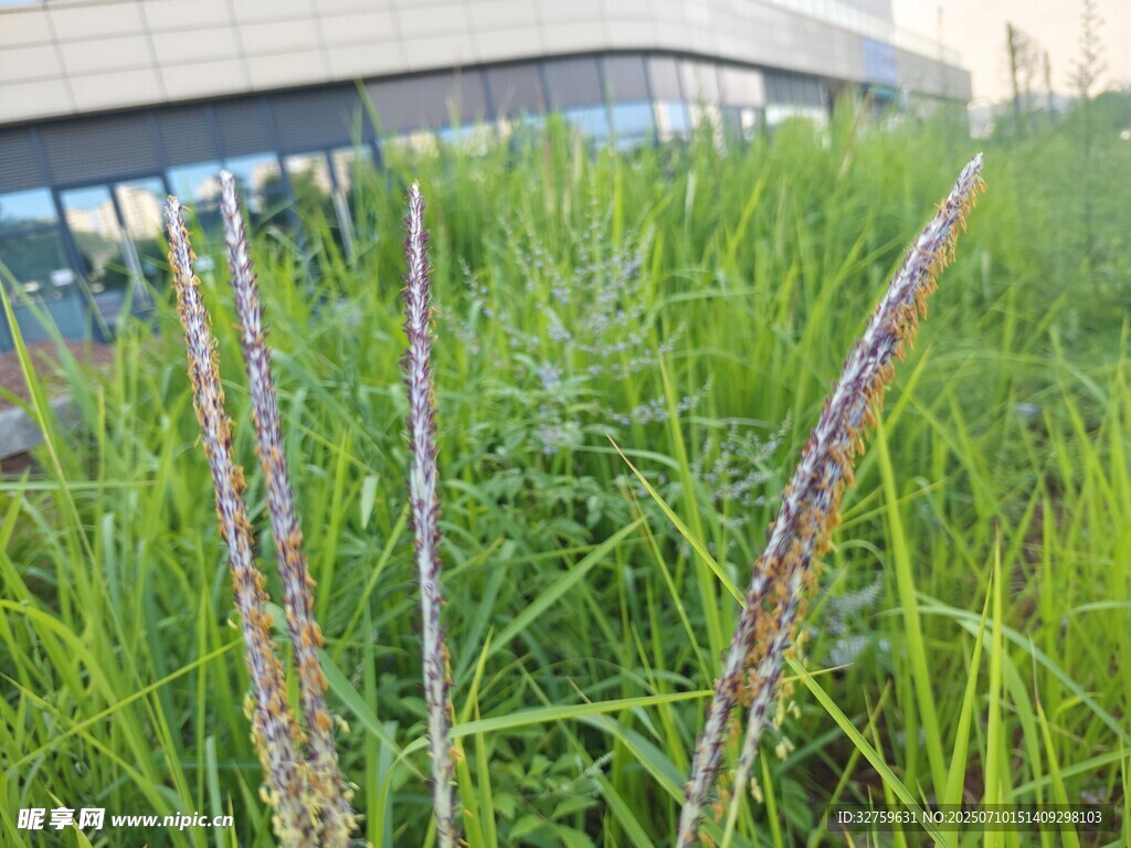 户外茂盛的绿色植物景观
