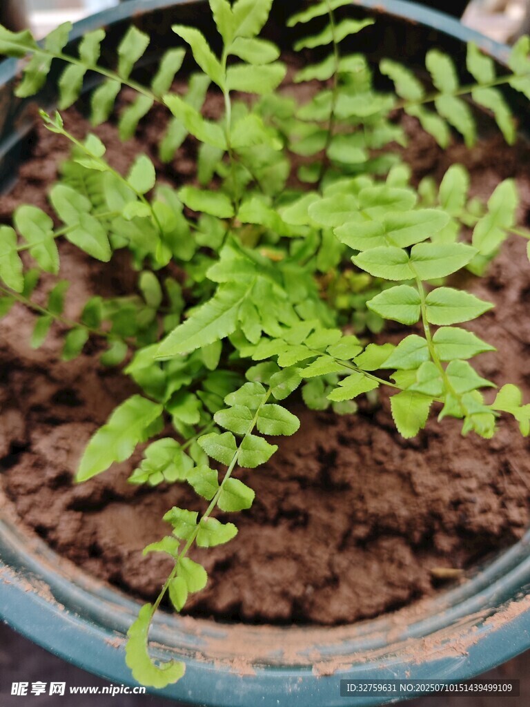 盆栽蕨类植物绿意盎然