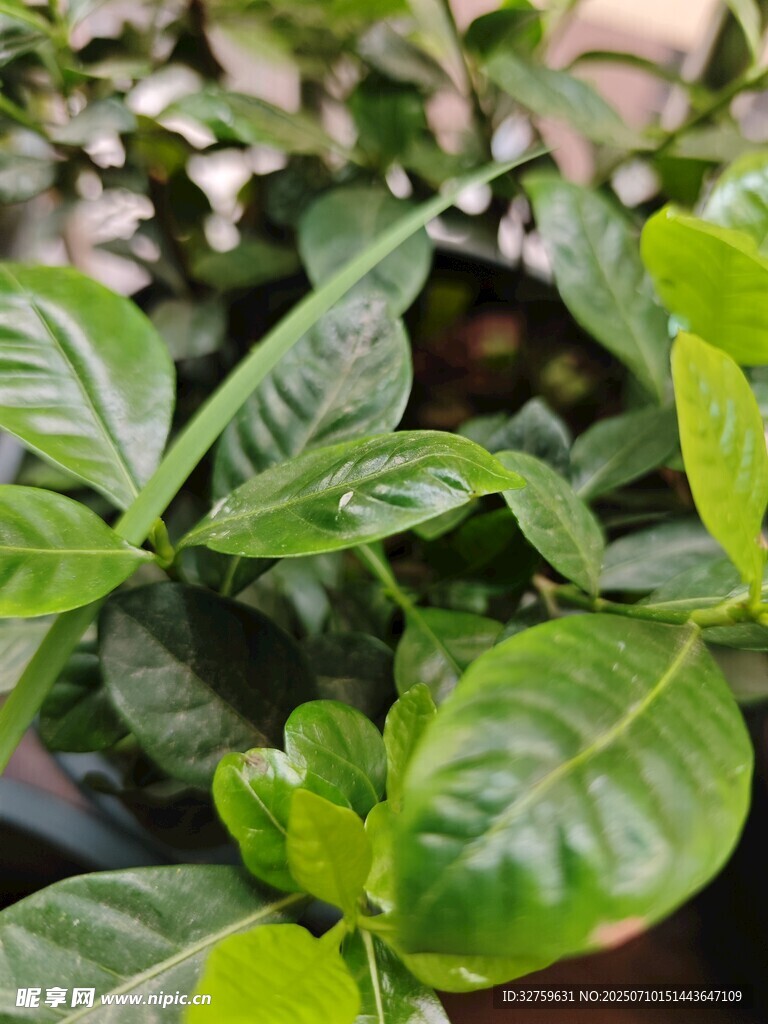 翠绿生机勃勃的盆栽植物