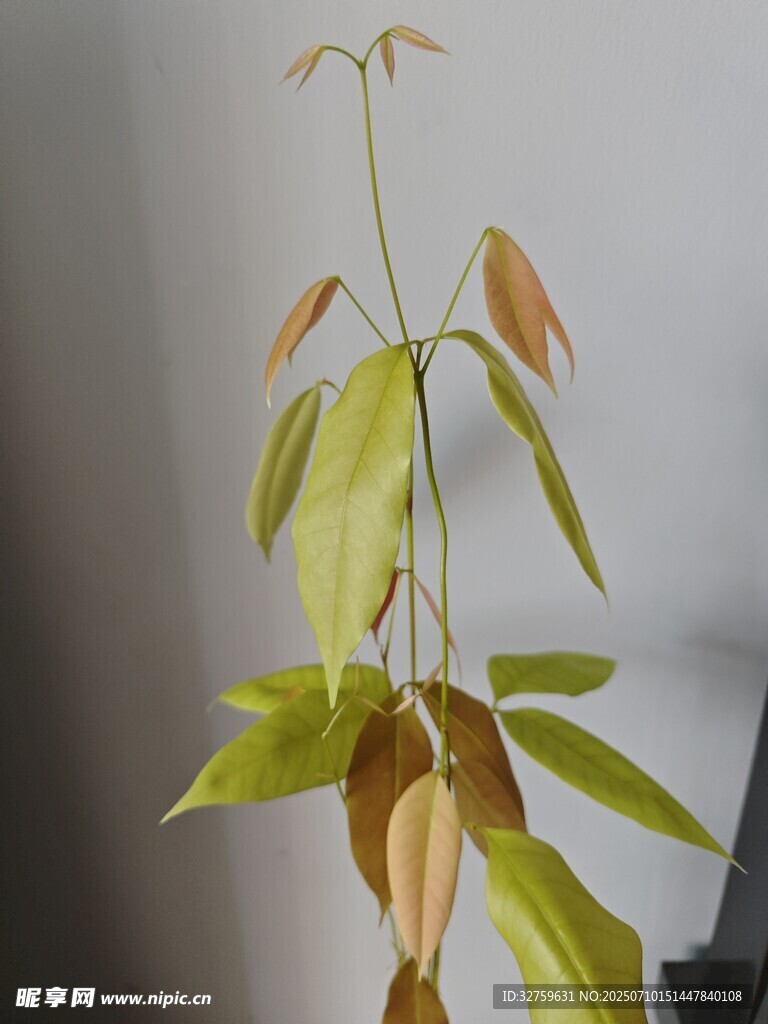 黄绿相间的植物枝叶