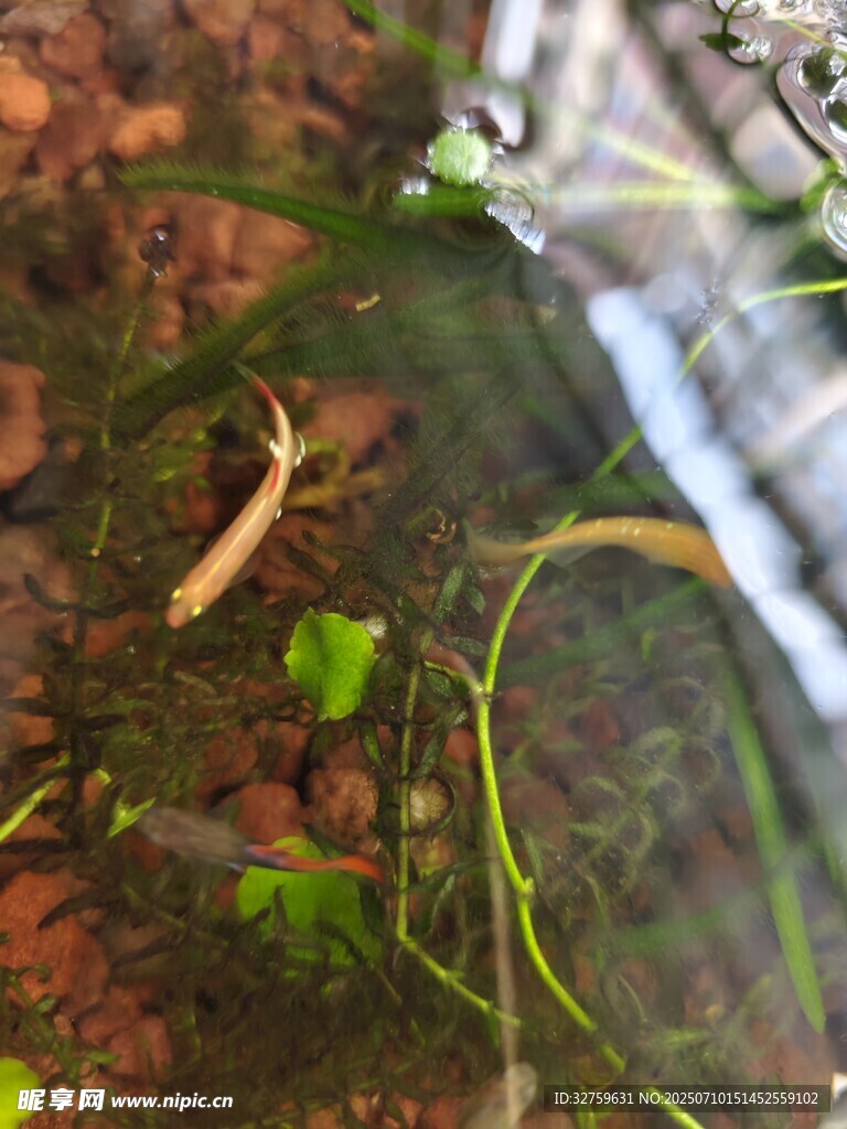 水中游动的小鱼与水草