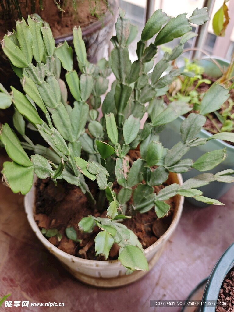 盆栽绿植