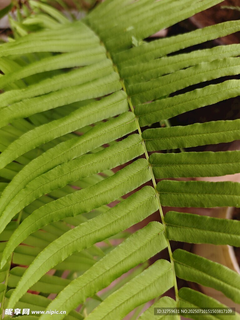 翠绿蕨类叶片特写