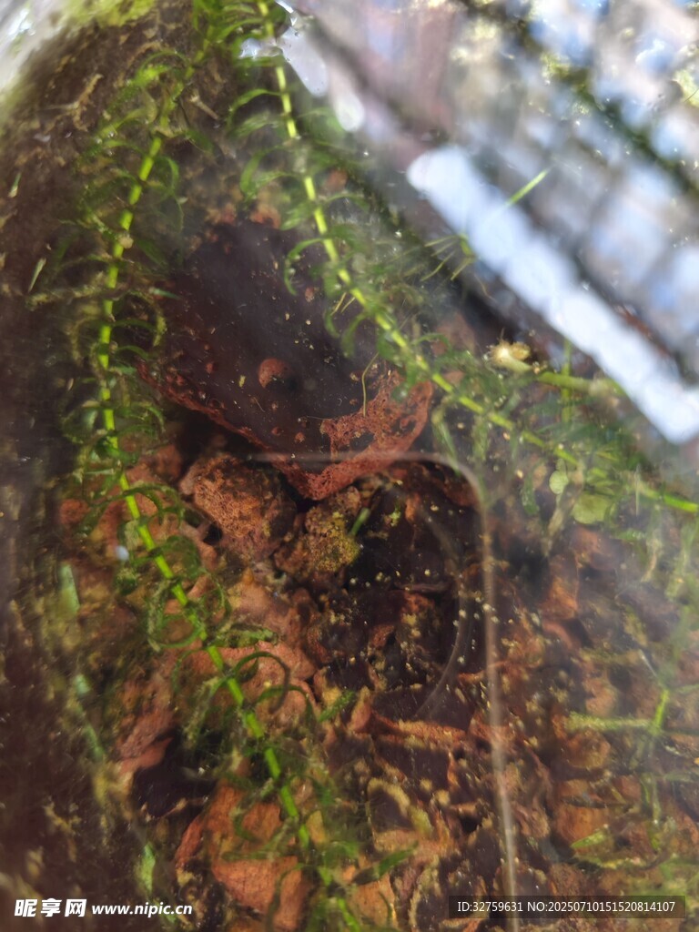 苔藓覆盖下的神秘角落