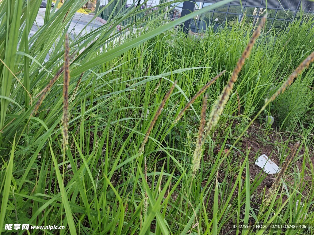 野外丛生的绿色野草