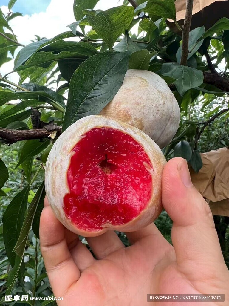 手捧红心李子 苹果李  芙蓉李