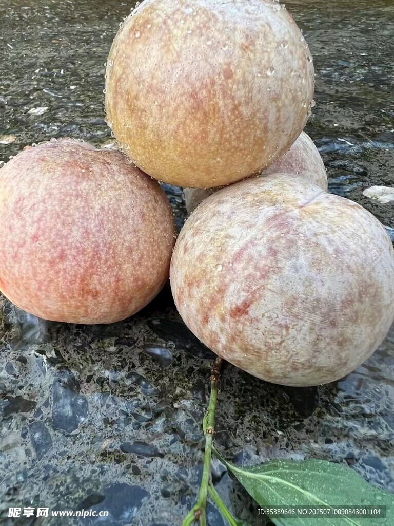 苹果李  芙蓉李 桃驳果