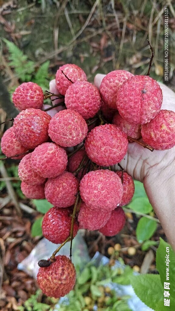 红荔枝  桂味  妃子笑