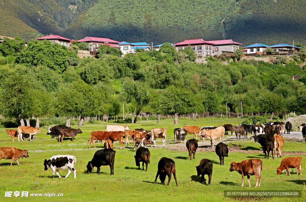 鲁朗小镇风景
