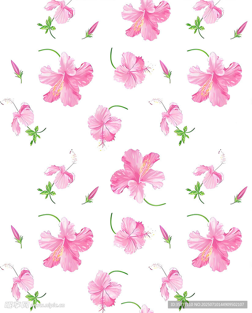 粉色扶桑花
