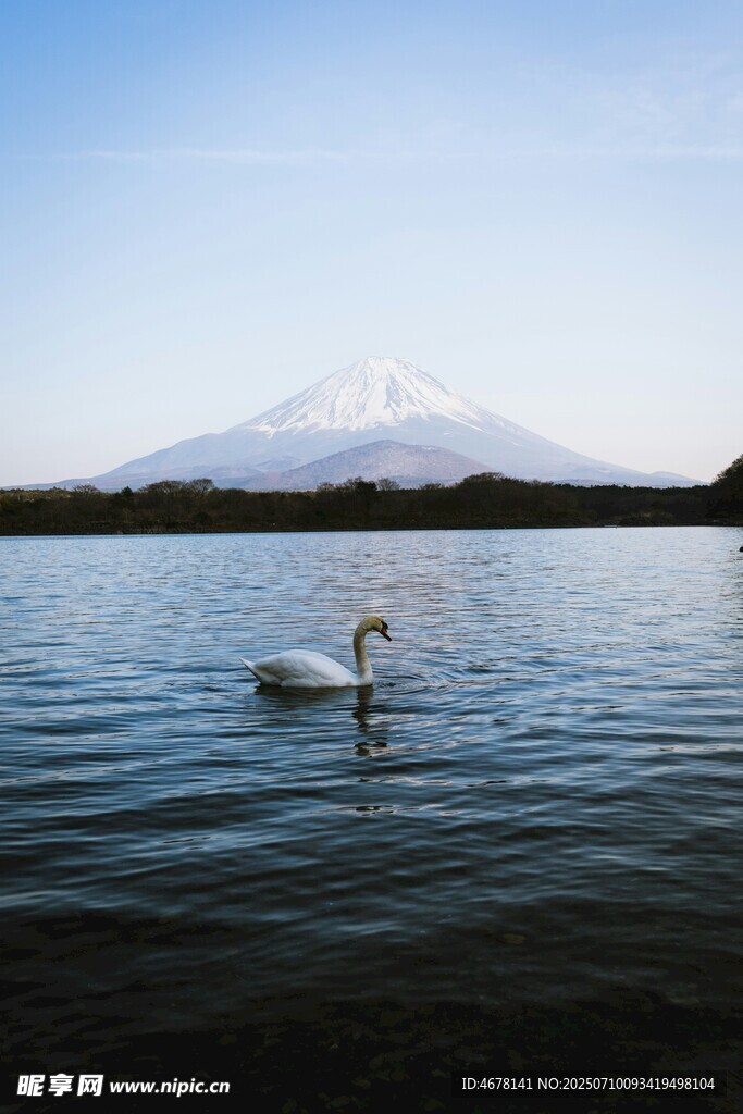 湖畔天鹅与远处雪山美景