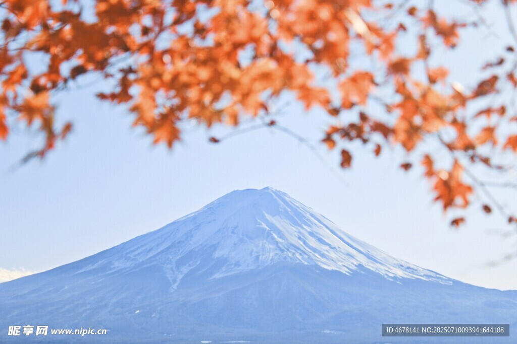 富士山下的秋日枫叶美景