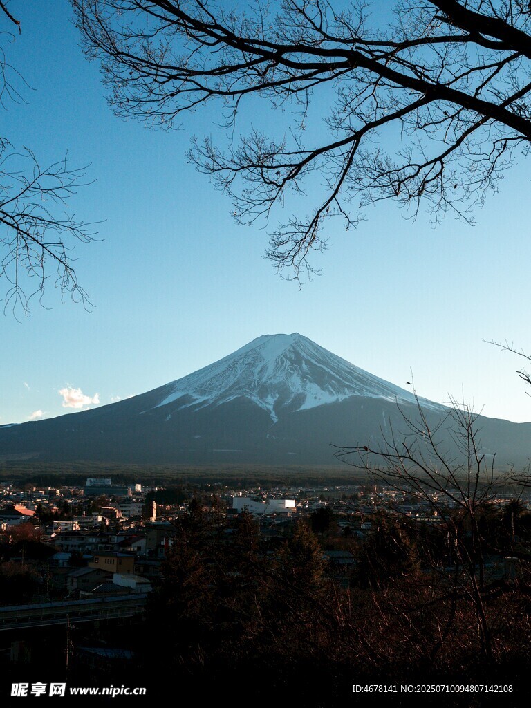 富士山美景枝头映衬
