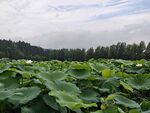 夏日荷塘绿意盎然