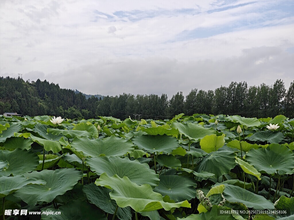 夏日荷塘绿意盎然