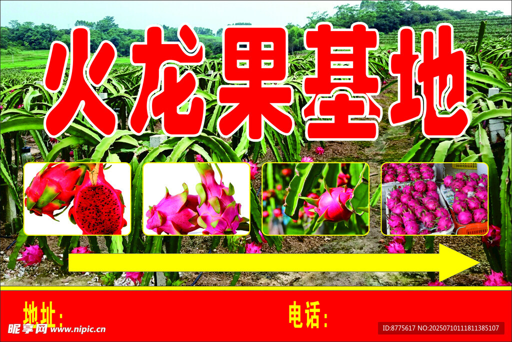 火龙果采摘