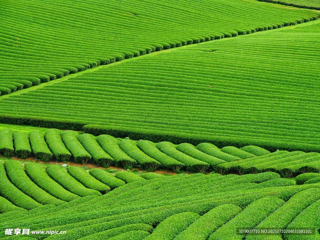 翠绿梯田美景