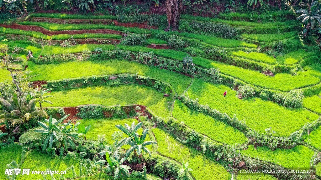 翠绿梯田美景