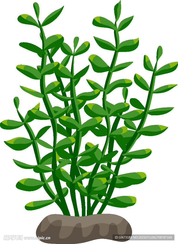 绿色水生植物插画
